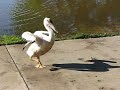 Pelly Swimming