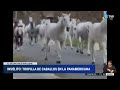 Insólito: tropilla de caballos por la Panamericana