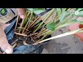इलायची के पौधे को घर में कैसे उगाएँ  | how to grow elaichi at home | पौधा मंगवाने के किए  9826958307
