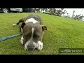 CRAZY PITBULL LOVES SWIMMING