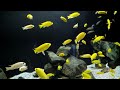 【RELAXATION】 Relaxing Aquarium and Music | Chill and Relaxation