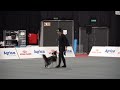 Alena Smolíková + Foxy - FCI Dog Dancing World Championship- 2.place in Heelwork to Music