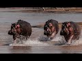 The Deadly Giants: Unveiling the Hippopotamus