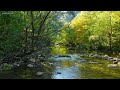 Native American Flute Music and Forest Birds Chirping - Peaceful Music, Study Aid, Stress Relief