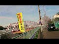 桜(Cherry Blossoms)を川に見物しに行きました【Spring in Japan】　バッティング動画は後日また撮影します😅