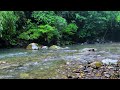 The Sounds of Rain and Streams Blend Together on The Romantic River, Forest Sounds