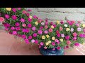 Garden of the globe blooms - the idea of ​​greening the earth with flowers Portulaca (Mossrose)