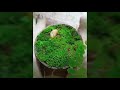 Moss Garden With Coconut Shell DIY