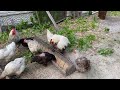 Roosters who have a lot of strength