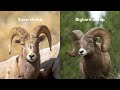 All 8 Wild Sheep Species (Including 2 Controversial)
