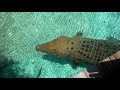16 ft Saltwater Crocodile Jumping for Hat