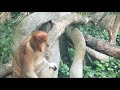 A trip to Singapore Zoo