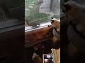 kittens react to squirrel outside window