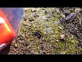 Dracula ants DRAGGING centipede timelapse