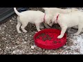 Labrador Retriever Puppies! Litter Update Week 7