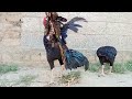 Aseel Rooster Crowing and Singing for Hen Sound Effects | aseel murga murgi