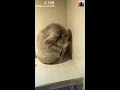 Cute And Funny Chinchilla Videos 2019 | TikTok China