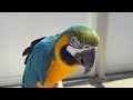 What to Do When You See Pin Feathers on Your Parrot