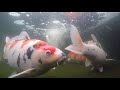 Koi Underwater