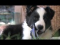 Border Collie Puppy | Cooper at 10 weeks