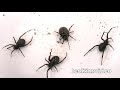Redback Spiders Black Widows Or False Widows