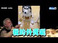 小主人不寫作業狂看電視 神犬叼衣架秒聽話 爸笑瘋 The dog urges the little girl to do homework.