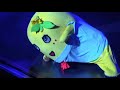 【公式MV】ふなっしー『CHARAMEL』 Official Music Video FUNASSYI “CHARAMEL”