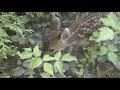 Baby Deer calls Logger 