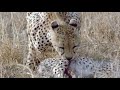 Cheetahs Against All Odds FULL SPECIAL | PBS America