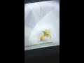 Pokemon let's go pikachu how to catch a shiny