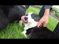 Cardigan Welsh Corgi reunions with his family! 4 corgis play in the garden | Totle the corgi Ep.58