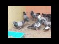 Biggest Racing Homer Pigeon farm in TAMILNADU .TUTICORIN. pair ₹ 2000 details call 9952608138