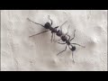 BLACK ANT FIGHT|| Peelid