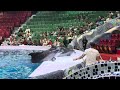 #water #dolphin #seele #fish #show #watershow #kids