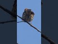 Brown Thrasher Calling From Perch Video