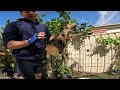 Air Layering lime tree horizontal method 🍃