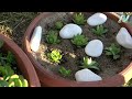 How to Propagation Sempervivum (Hens & Chicks) Succulents very Easy