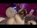 Siamese cats are so sweet - cat purring sound