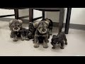 🐶 Vet check time for these Mini Schnauzer puppies