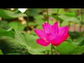 Deep Healing Music for The Body & Soul | DNA Repair | Healing Music | Meditation Music | Zen Music