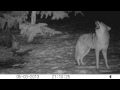 Coyote Pack Howl