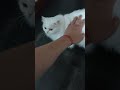 我有吸猫的能力 cat magnet