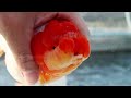 세상에서 가장 멋진 금붕어 메탈 난주 ( 차키릿 베스트 ) 꿈에그린 난주 #goldfishfarm #goldfish #금붕어키우기 #이색동물 #이색직업