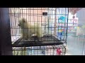 2024 Chó Phốc Sóc Mini 😍 Funny and Cute Pomeranian 😺🐶 | cute animals68