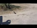 Roadrunner vs Rattlesnake