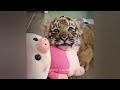Cute Baby Animals | Funniest Animals 2024 😂 Best Funny Cats and Dogs 😻🐶 Part 04