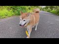 【柴犬】ふらっと お散歩いかがですか？　　Would you like to take a walk?