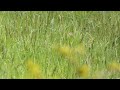 Leicestershire Golden Oriole - heard not seen, Stanford Reservoir 29/05/21