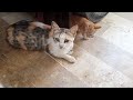 Paws and Play: The Curious Kittens’ World Discovery