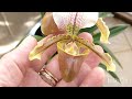 Me surpreendi com essa orquídea